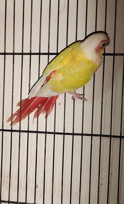 Suncheek red factor / yellow sided red factor