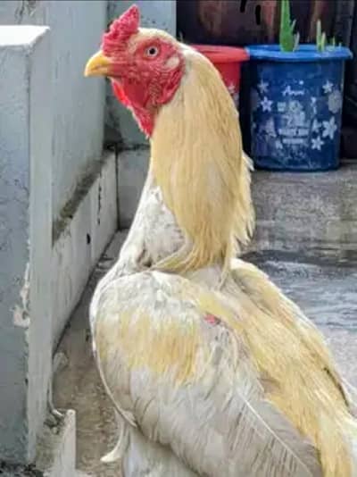 VERY URGENT SELL ASEEL FOR SELL CONTACT ON WHATSAPP NO. 03180039211