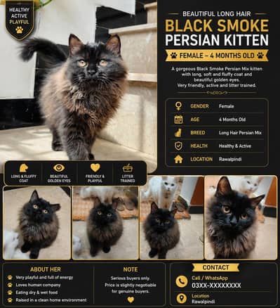 Black Smoke Persian Female Kitten - 4 Months Old - Rawalpindi