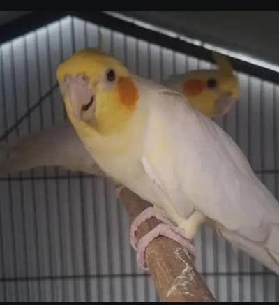 cocktail pairs available