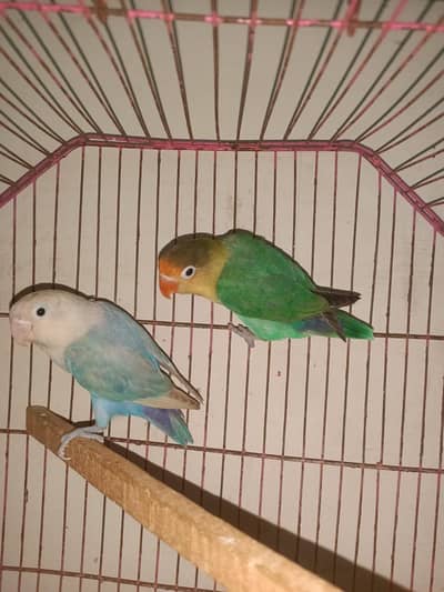 lovebirds pair urgent sale
