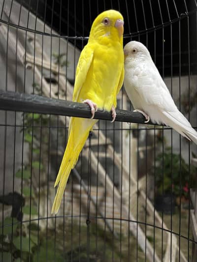 Red eyes and rainbow budgies