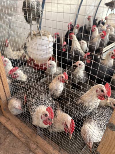 Golden Misri & Australorp Hens Healthy & Weight Wise Sale 1200 per kg