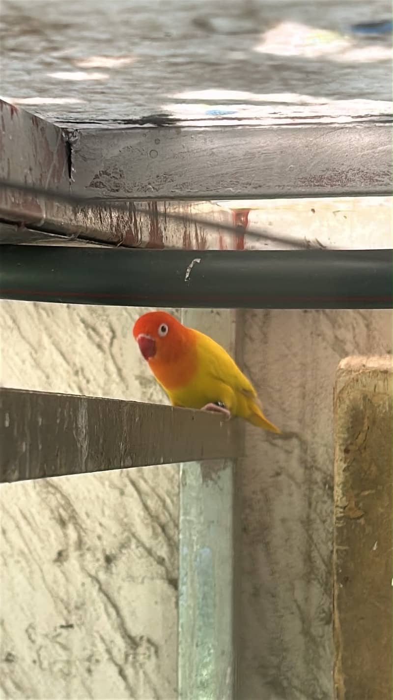Lovebirds / Bourke / Java / Dove 0