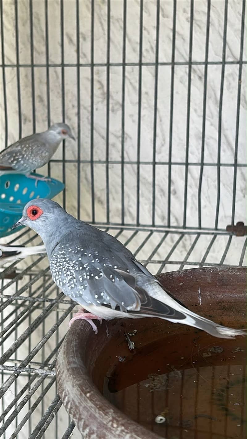 Lovebirds / Bourke / Java / Dove 1