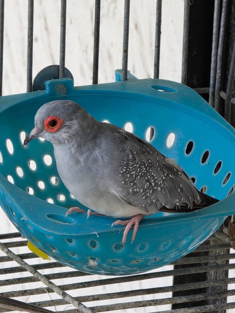Lovebirds / Bourke / Java / Dove 2