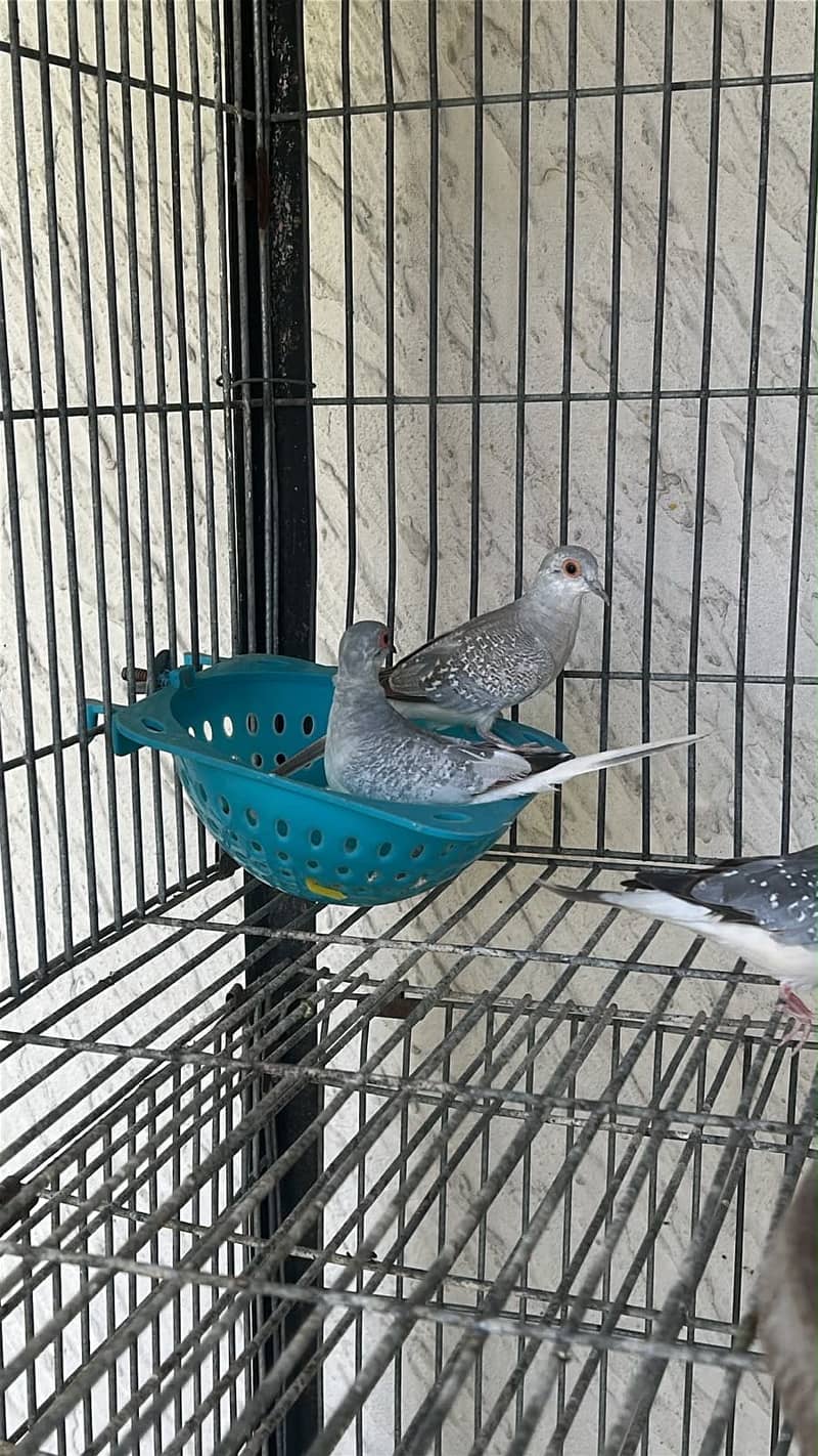 Lovebirds / Bourke / Java / Dove 3