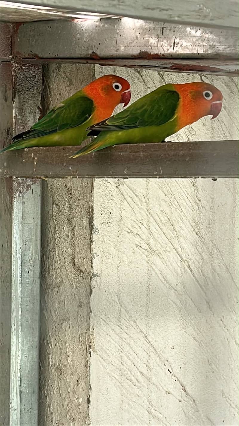 Lovebirds / Bourke / Java / Dove 4