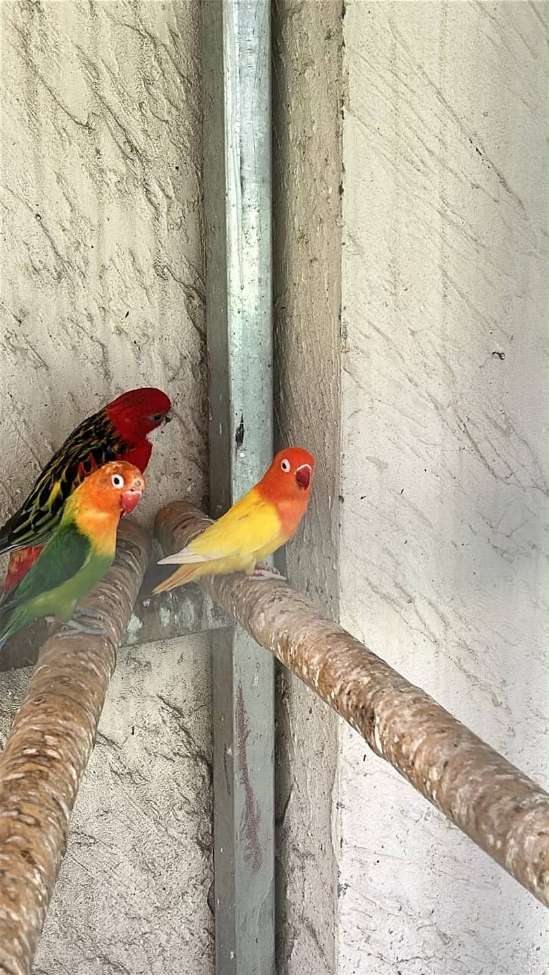 Lovebirds / Bourke / Java / Dove 5