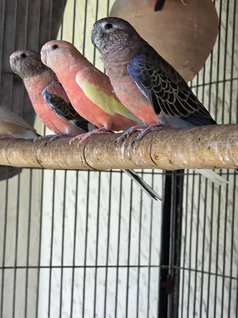 Lovebirds / Bourke / Java / Dove 6