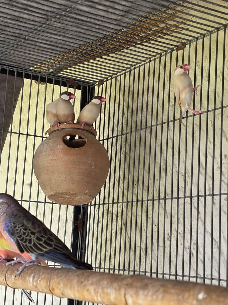 Lovebirds / Bourke / Java / Dove 8