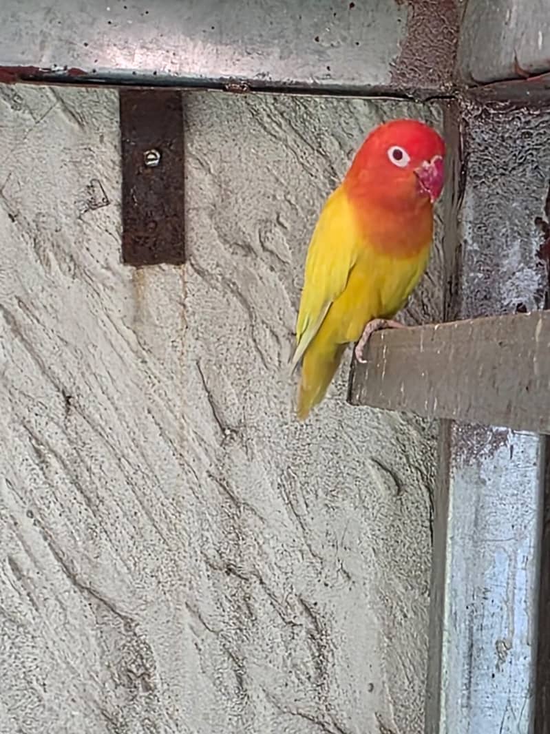 Lovebirds / Bourke / Java / Dove 10