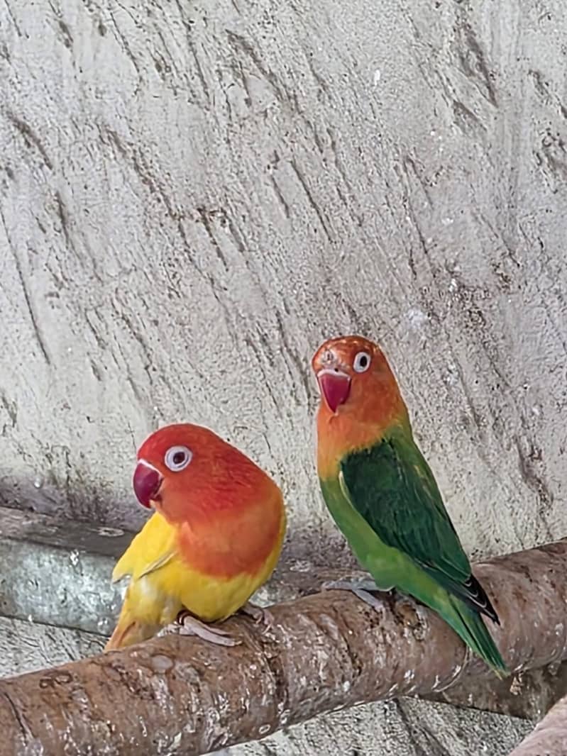 Lovebirds / Bourke / Java / Dove 11