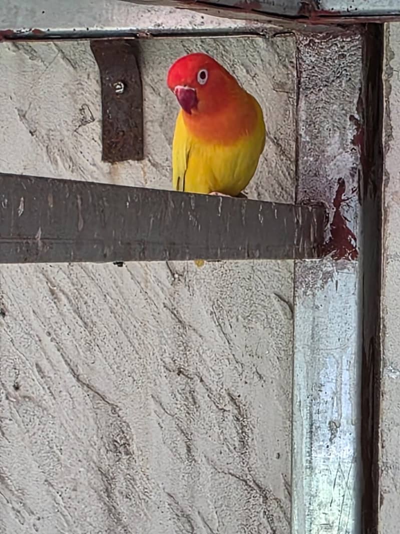 Lovebirds / Bourke / Java / Dove 12