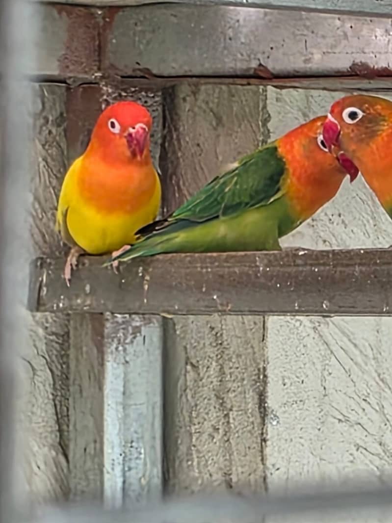 Lovebirds / Bourke / Java / Dove 13