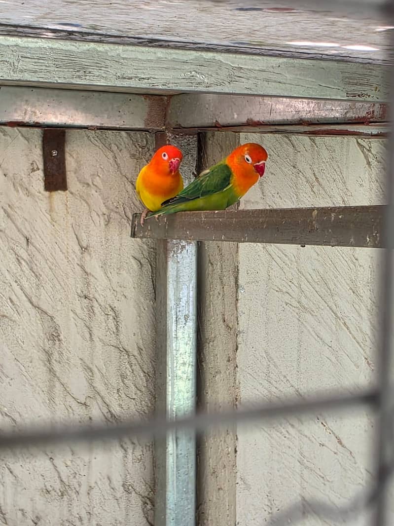 Lovebirds / Bourke / Java / Dove 14