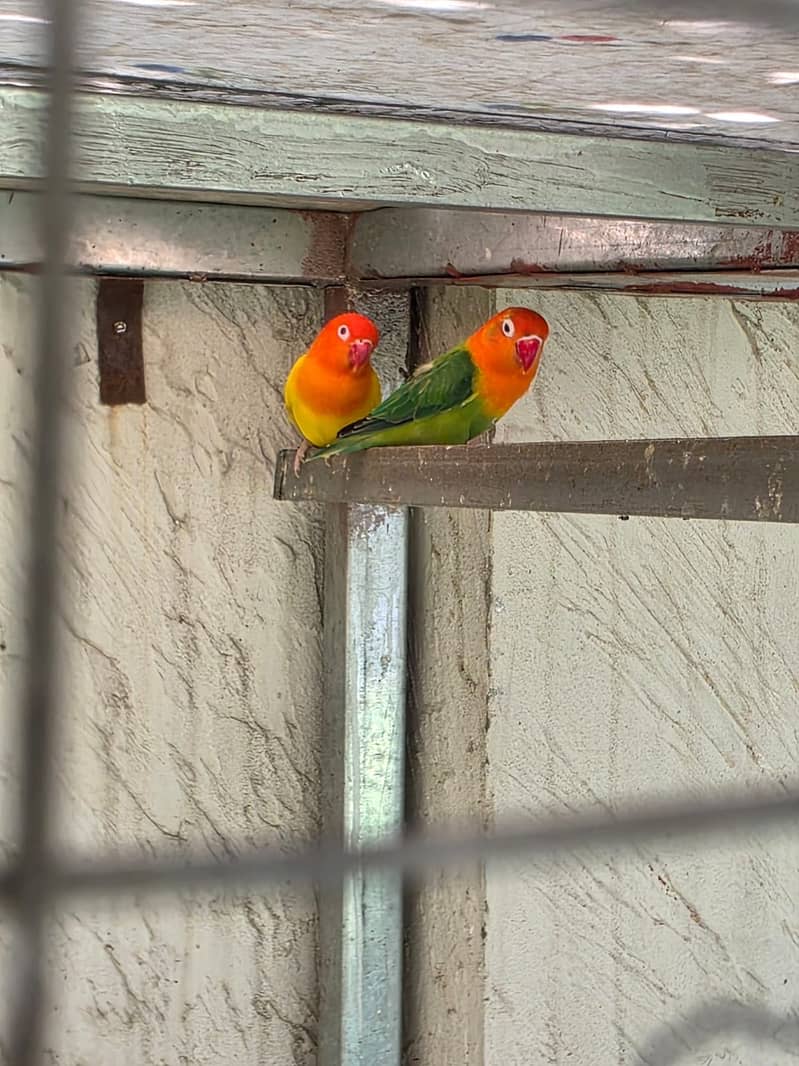 Lovebirds / Bourke / Java / Dove 15
