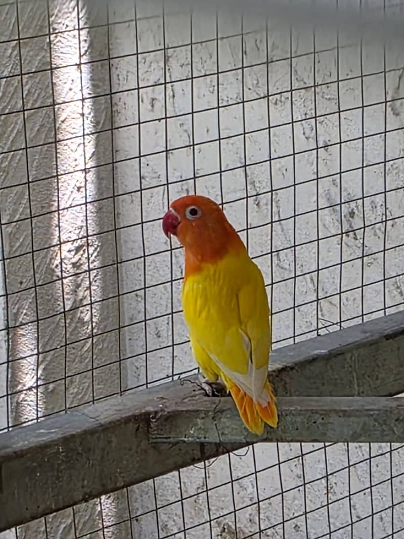 Lovebirds / Bourke / Java / Dove 16
