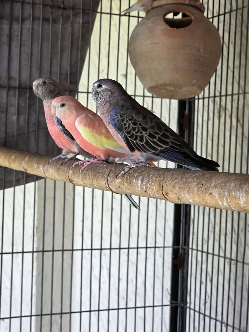 Lovebirds / Bourke / Java / Dove 17