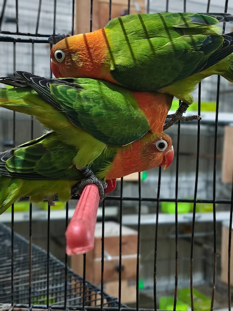 Lovebirds / Bourke / Java / Dove 18