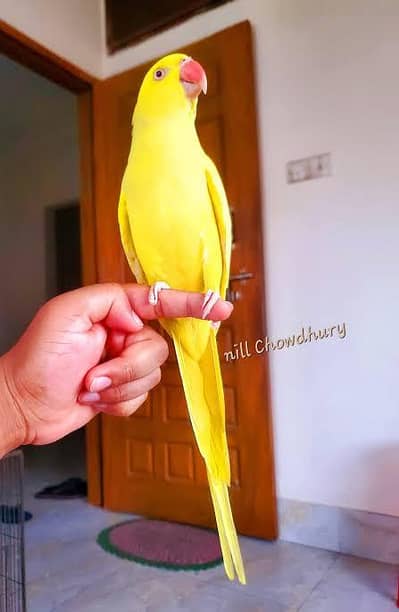 cute talking female yellow hand tamed. 03164900503
