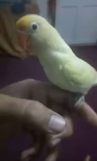 Hand Tame Lovebird Female, Tam
