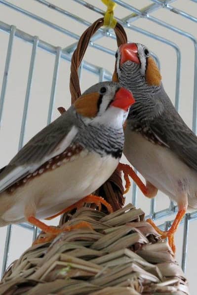 budgies aur finches