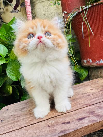 Persian punch face