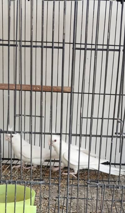 Cocktail pair for sale