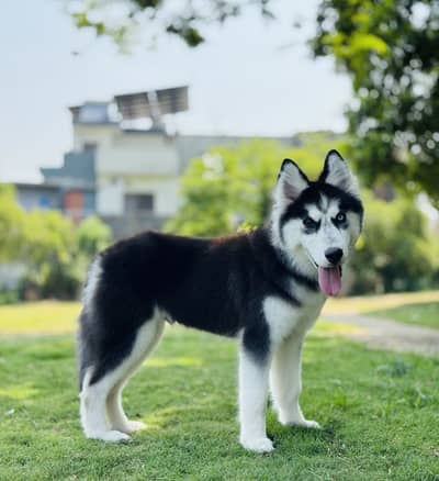 Siberian husky male puppy available vaccinated