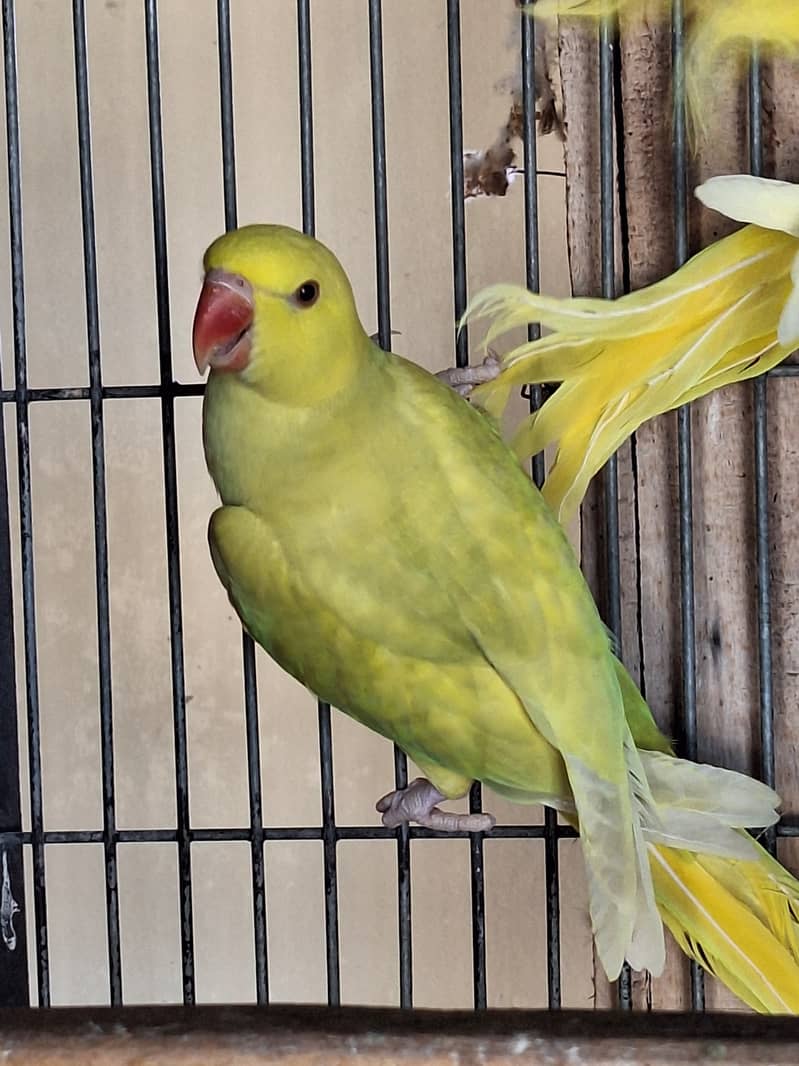 Ringneck chicks 0