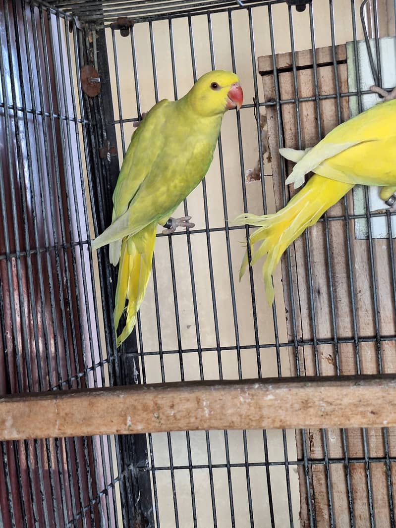 Ringneck chicks 1