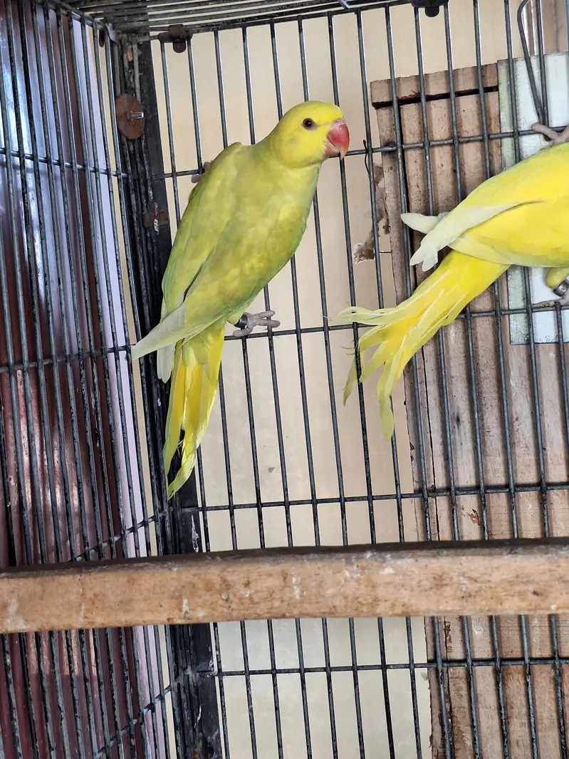 Ringneck chicks — photo 2