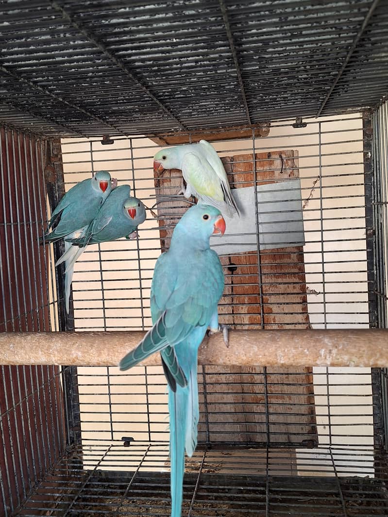 Ringneck chicks 2