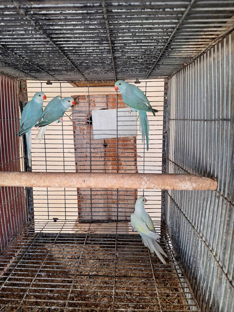 Ringneck chicks 3