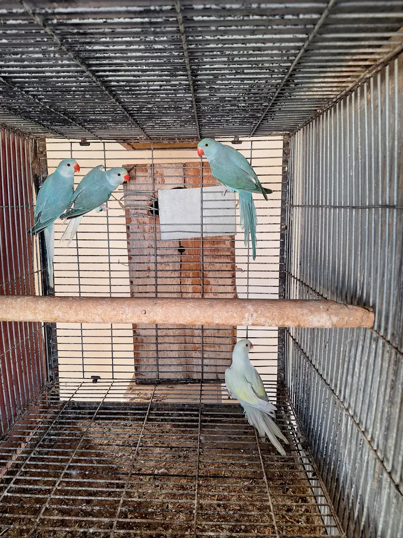 Ringneck chicks — photo 4