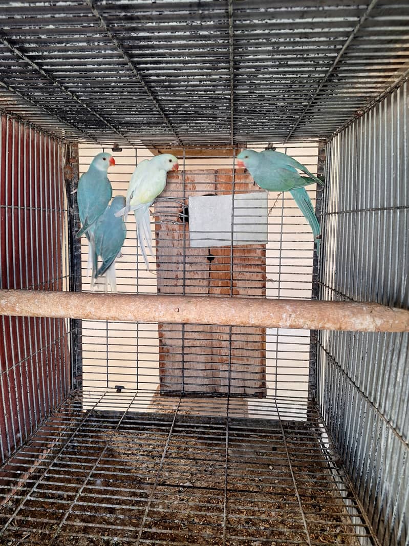 Ringneck chicks 4