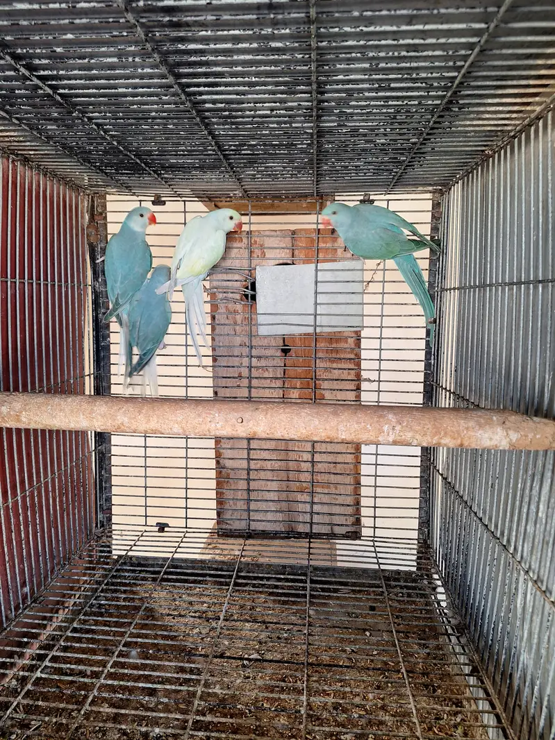 Ringneck chicks — photo 5