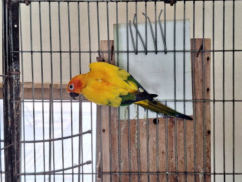 Ringneck chicks 5