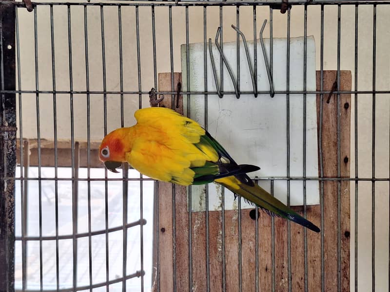 Ringneck chicks 6