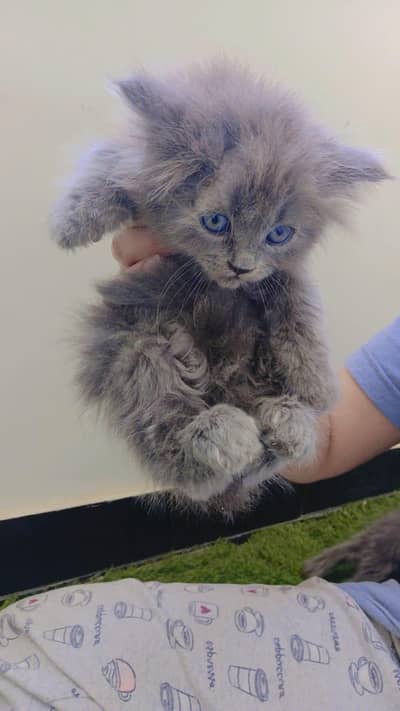 Persian gray kittens