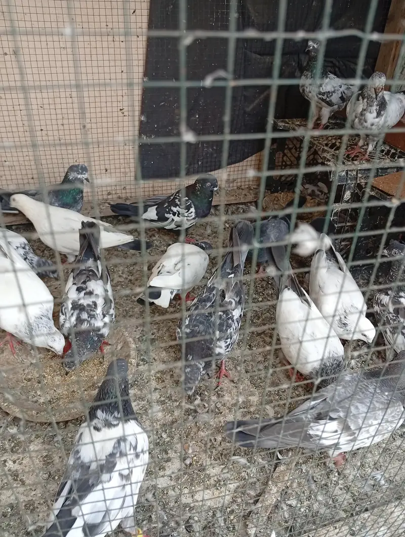 parwazi phatey — photo 3