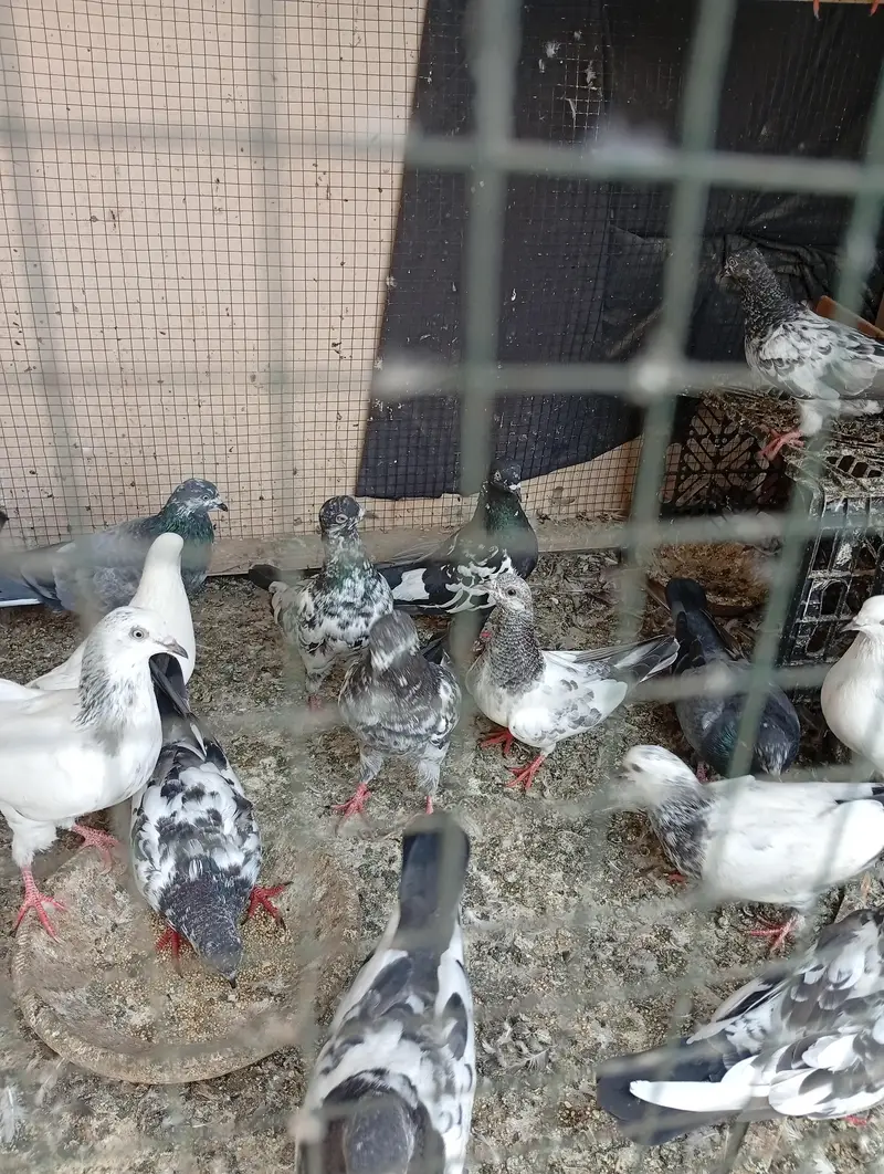 parwazi phatey — photo 5