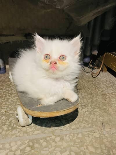 Triple Coated Persian kittens for sale
