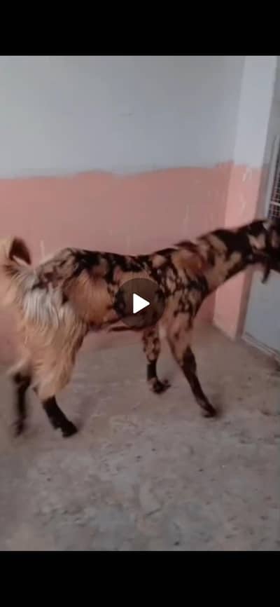 Abluck bakra