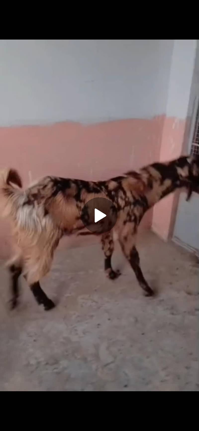 Abluck bakra 0