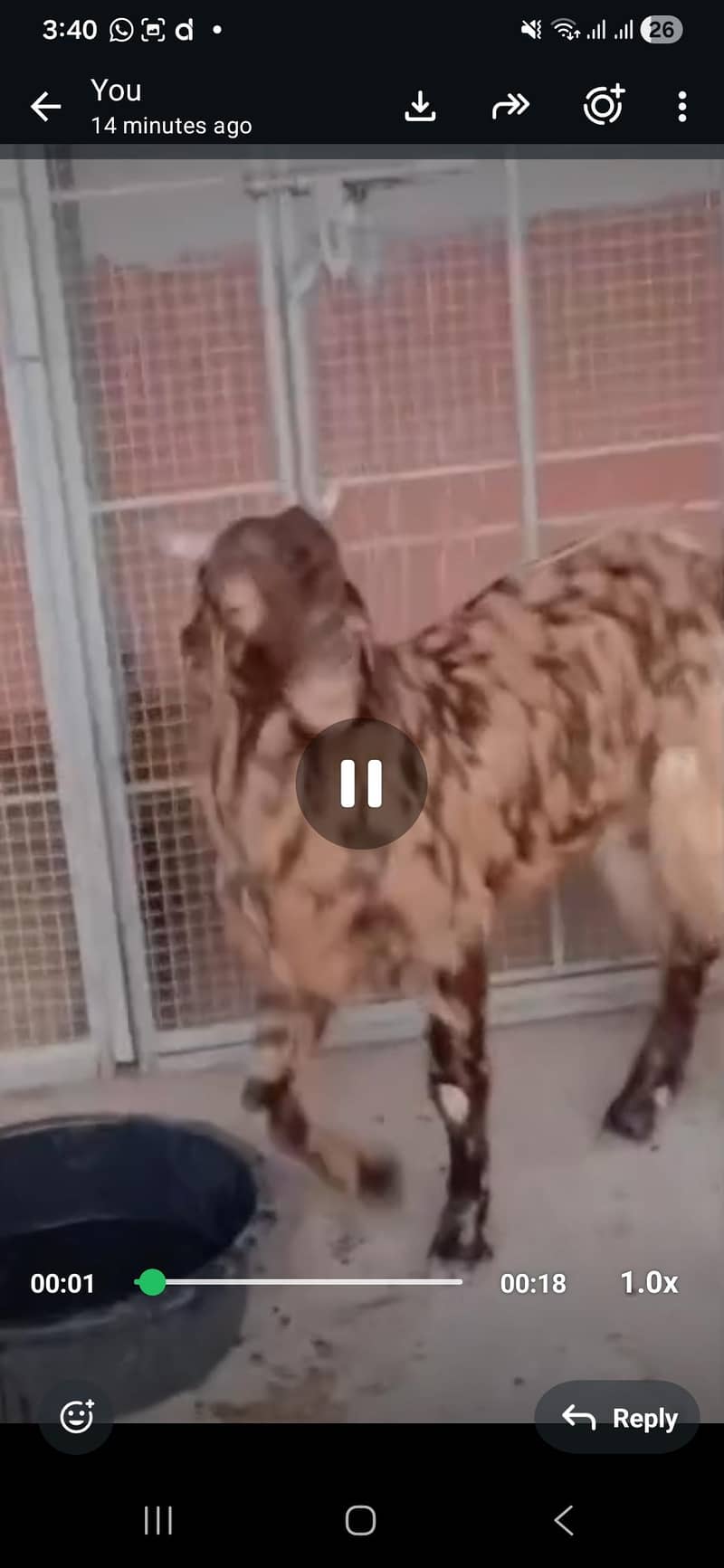 Abluck bakra 1