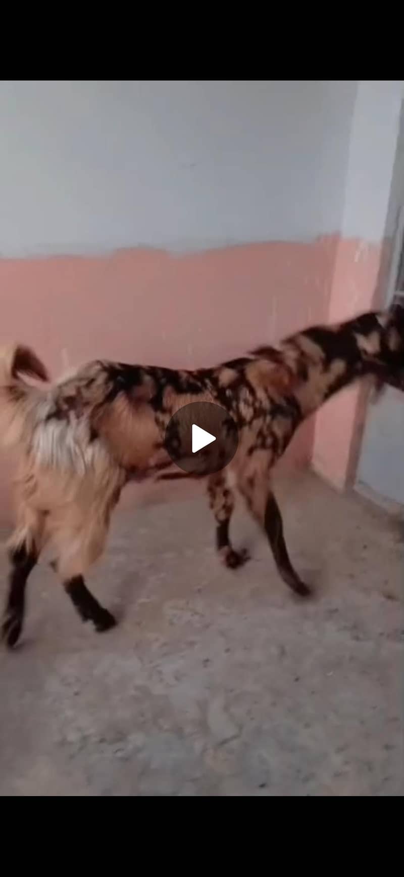 Abluck bakra 2