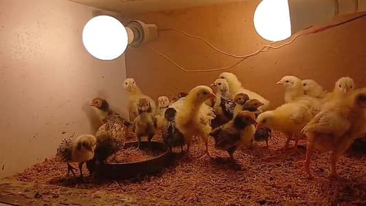 golden silver sebright yokohama light brahma light Sussex chicks