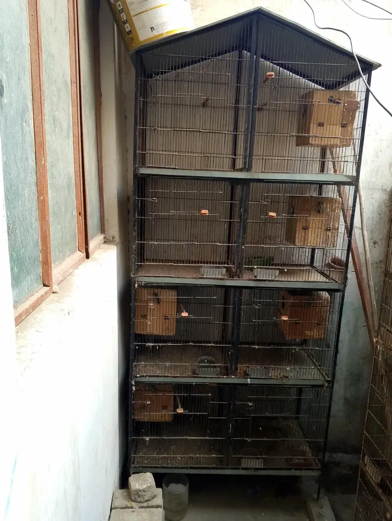 T 8 Pigeon Cage for Sale – Strong Iron Cage | Good Condition